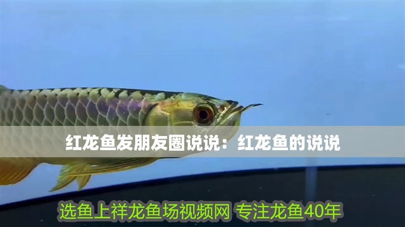 紅龍魚發朋友圈說說：紅龍魚的說說