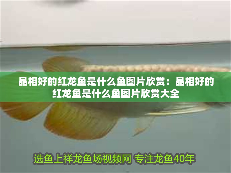品相好的紅龍魚是什么魚圖片欣賞：品相好的紅龍魚是什么魚圖片欣賞大全