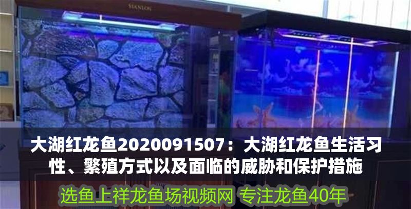 大湖紅龍魚2020091507：大湖紅龍魚生活習性、繁殖方式以及面臨的威脅和保護措施