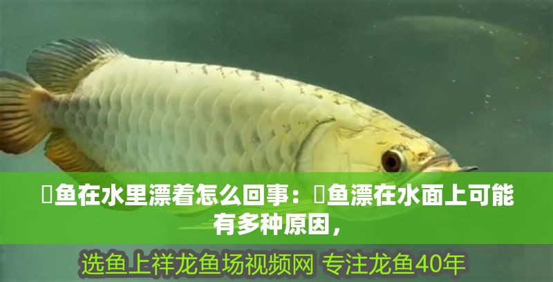 魟魚在水里漂著怎么回事：魟魚漂在水面上可能有多種原因，
