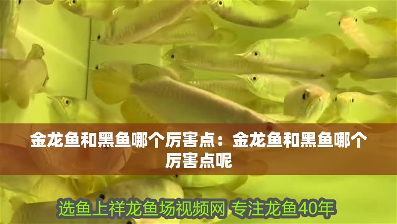 金龍魚(yú)和黑魚(yú)哪個(gè)厲害點(diǎn)：金龍魚(yú)和黑魚(yú)哪個(gè)厲害點(diǎn)呢