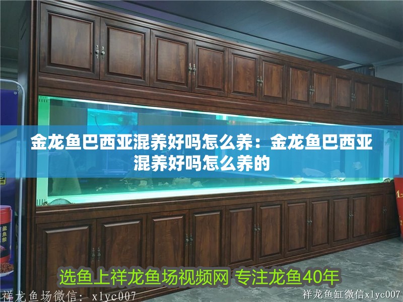 金龍魚巴西亞混養好嗎怎么養：金龍魚巴西亞混養好嗎怎么養的