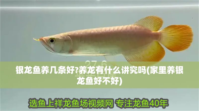 銀龍魚養幾條好?養龍有什么講究嗎(家里養銀龍魚好不好)