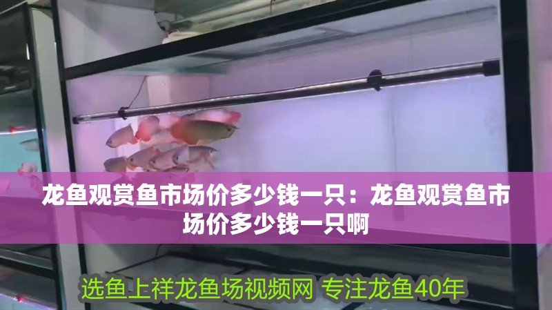龍魚觀賞魚市場價多少錢一只：龍魚觀賞魚市場價多少錢一只啊