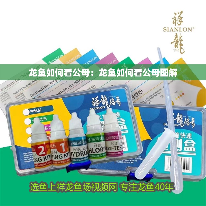 龍魚如何看公母：龍魚如何看公母圖解