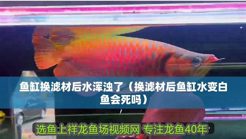 魚缸換濾材后水渾濁了（換濾材后魚缸水變白魚會死嗎）