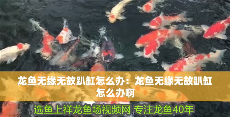 龍魚無緣無故趴缸怎么辦：龍魚無緣無故趴缸怎么辦啊 龍魚無緣無故趴缸怎么辦：龍魚無緣無故趴缸怎么辦啊 水族問答