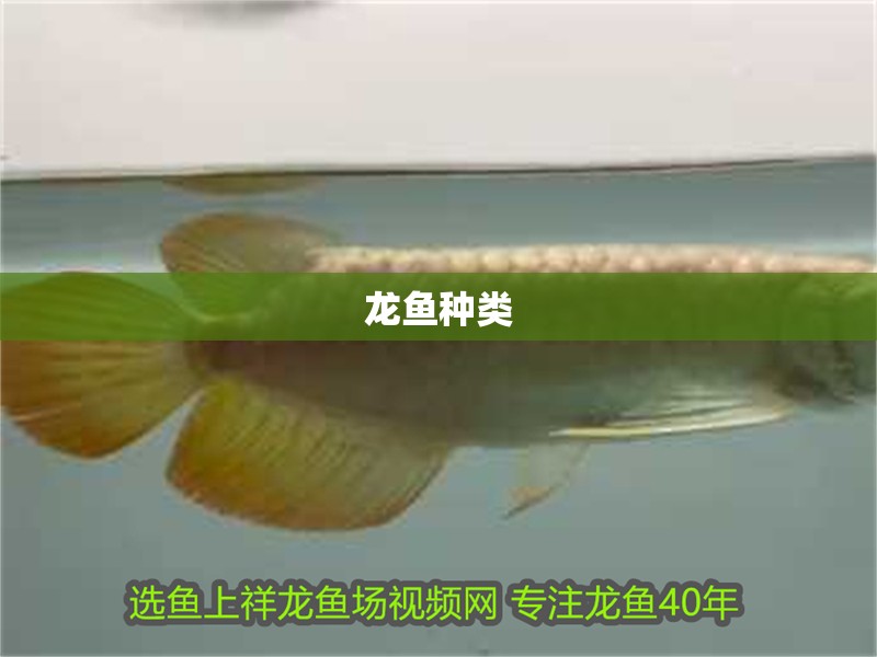 龍魚種類