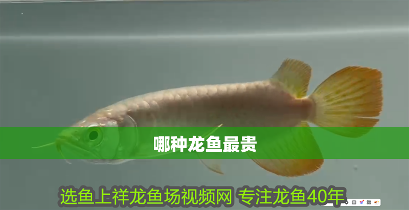 哪種龍魚最貴