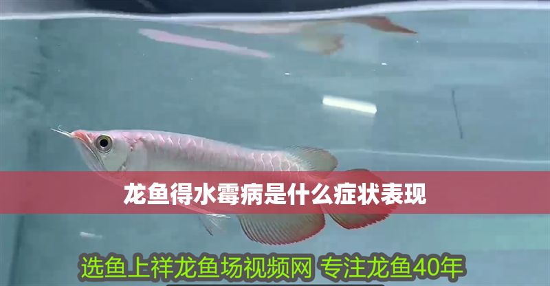 龍魚得水霉病是什么癥狀表現(xiàn) 龍魚得水霉病是什么癥狀表現(xiàn) 龍魚百科 第2張