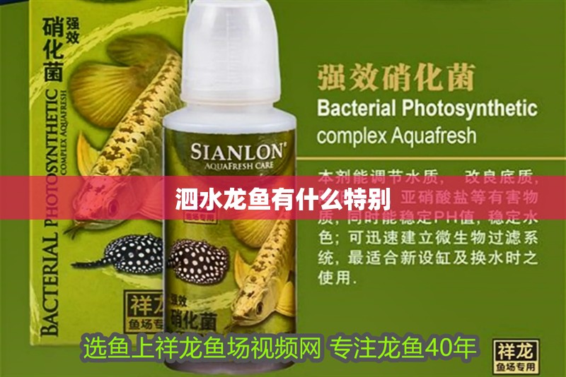 <strong><mark>泗水</mark></strong>龍魚(yú)有什么特別