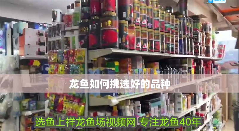 龍魚如何挑選好的品種 龍魚百科 第2張 龍魚如何挑選好的品種 龍魚如何挑選好的品種 龍魚百科 第2張