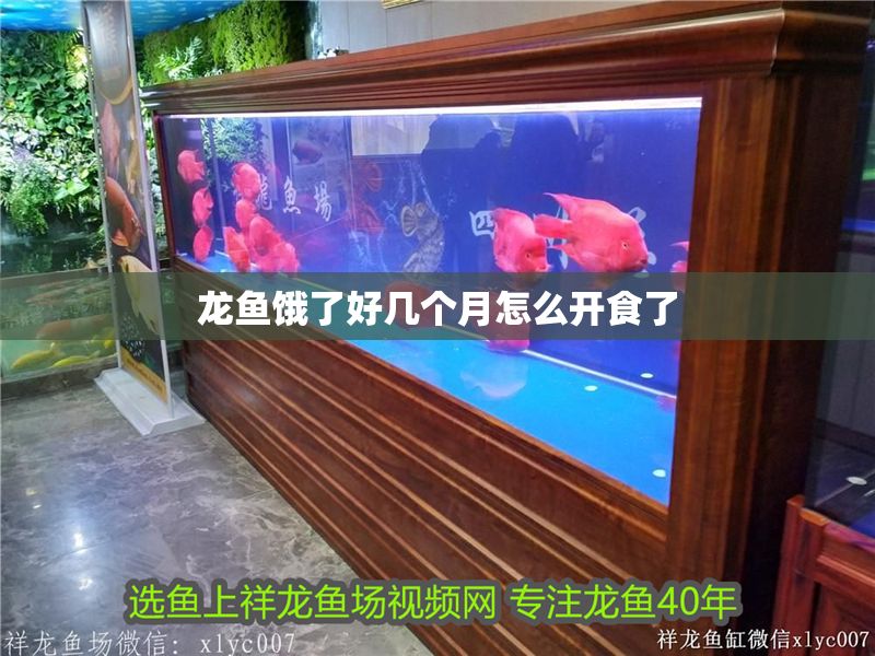 龍魚餓了好幾個月怎么開食了