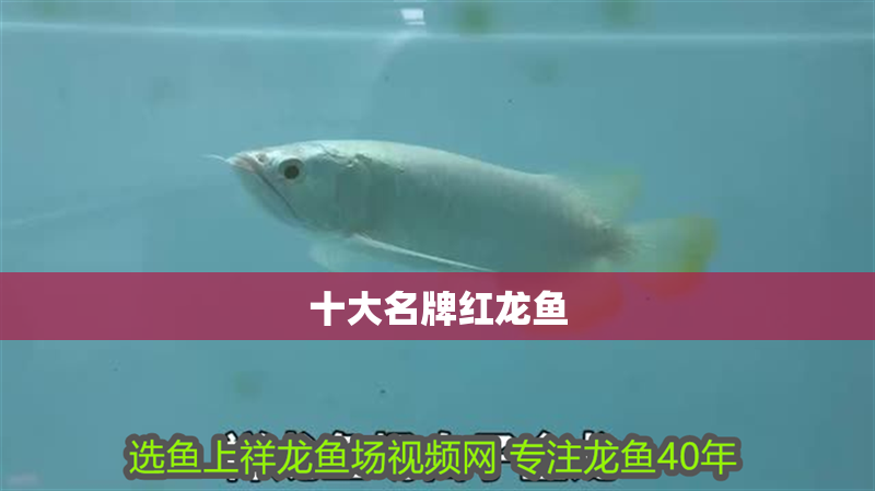 十大名牌紅龍魚