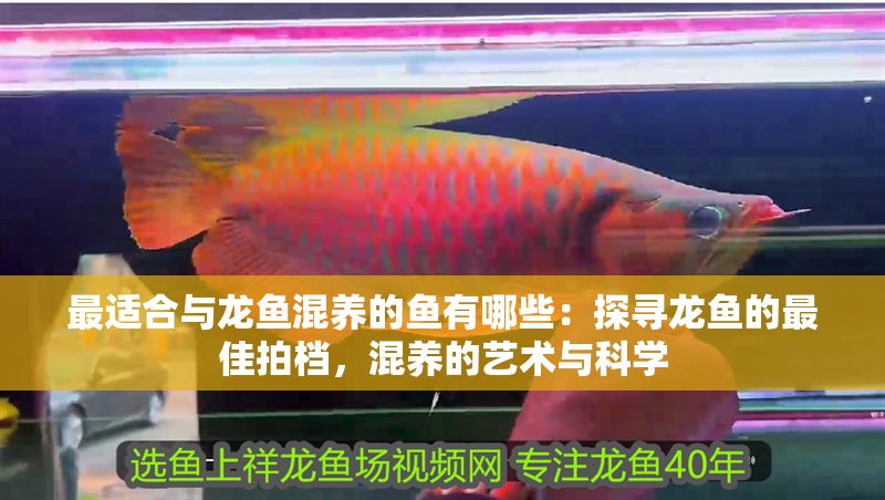 最適合與龍魚混養(yǎng)的魚有哪些：探尋龍魚的最佳拍檔，混養(yǎng)的藝術(shù)與科學