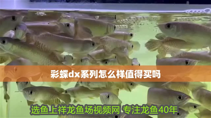 彩蝶dx系列怎么樣值得買嗎