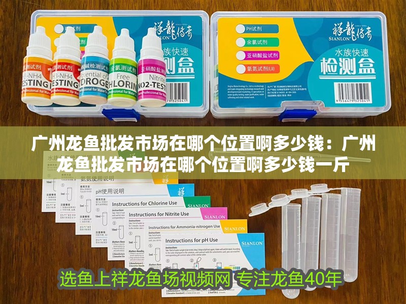 廣州龍魚批發市場在哪個位置啊多少錢：廣州龍魚批發市場在哪個位置啊多少錢一斤