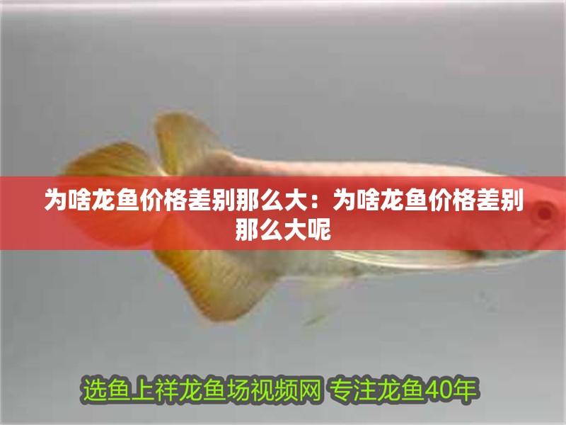 為啥龍魚價格差別那么大：為啥龍魚價格差別那么大呢