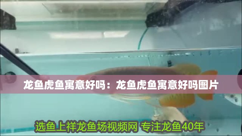 龍魚虎魚寓意好嗎：龍魚虎魚寓意好嗎圖片