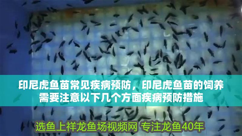 印尼虎魚苗常見疾病預防，印尼虎魚苗的飼養需要注意以下幾個方面疾病預防措施
