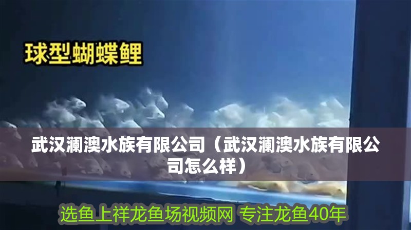 武漢瀾澳水族有限公司（武漢瀾澳水族有限公司怎么樣） 武漢瀾澳水族有限公司（武漢瀾澳水族有限公司怎么樣） 全國(guó)水族館企業(yè)名錄 第1張