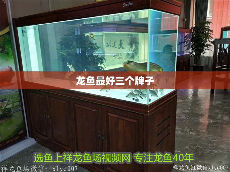 龍魚最好三個(gè)牌子