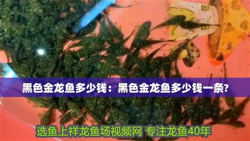 黑色金龍魚多少錢：黑色金龍魚多少錢一條?