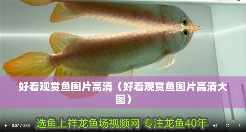 好看觀賞魚圖片高清（好看觀賞魚圖片高清大圖）