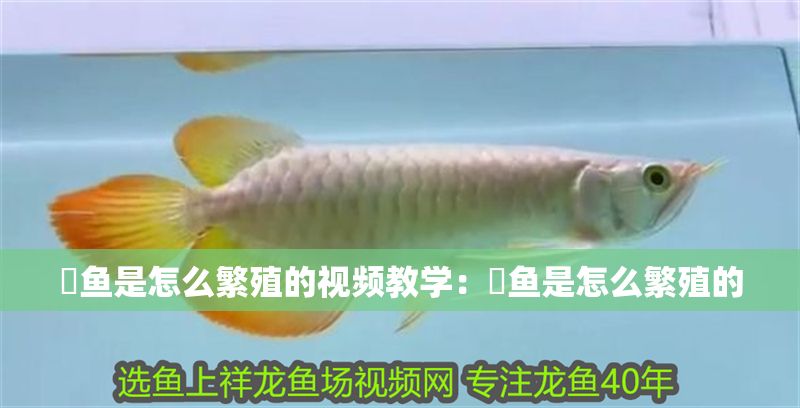 魟魚是怎么繁殖的視頻教學：魟魚是怎么繁殖的