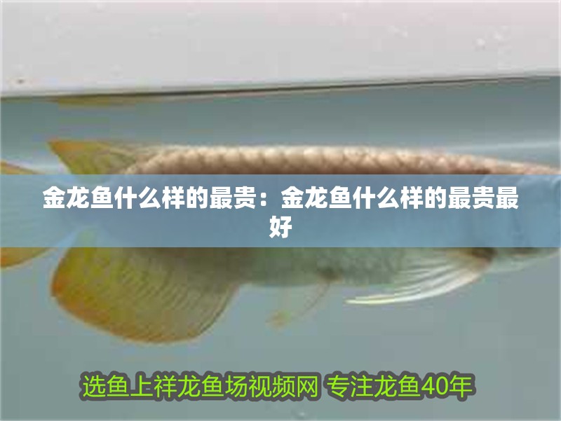 金龍魚(yú)什么樣的最貴：金龍魚(yú)什么樣的最貴最好