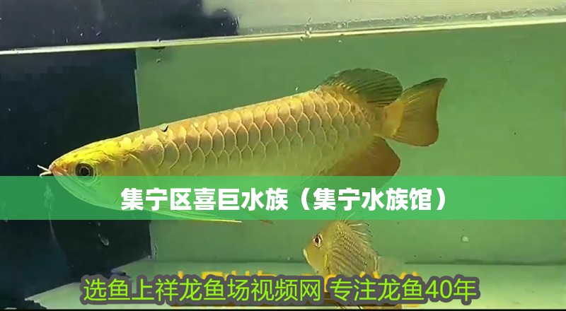 集寧區(qū)喜巨水族（集寧水族館） 集寧區(qū)喜巨水族（集寧水族館） 全國水族館企業(yè)名錄 第2張
