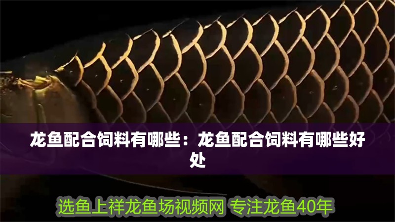 龍魚配合飼料有哪些:龍魚配合飼料有哪些好處 水族問答 龍魚配合飼料有哪些:龍魚配合飼料有哪些好處 龍魚配合飼料有哪些:龍魚配合飼料有哪些好處 水族問答
