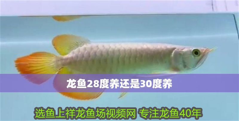 龍魚28度養還是30度養 龍魚百科 第2張 龍魚28度養還是30度養 龍魚28度養還是30度養 龍魚百科 第2張