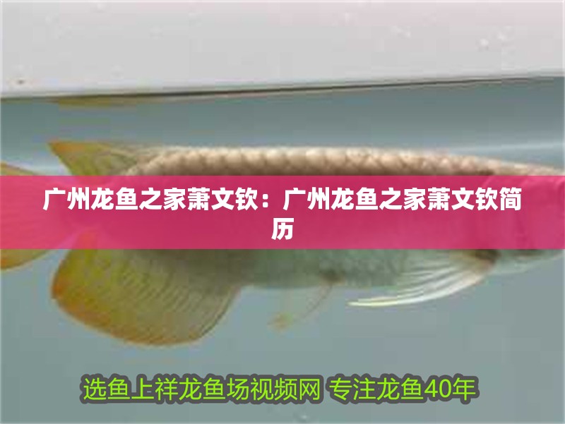 廣州龍魚之家蕭文欽：廣州龍魚之家蕭文欽簡歷