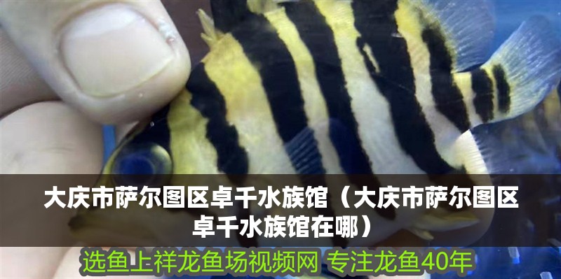 大慶市薩爾圖區(qū)卓千水族館（大慶市薩爾圖區(qū)卓千水族館在哪）