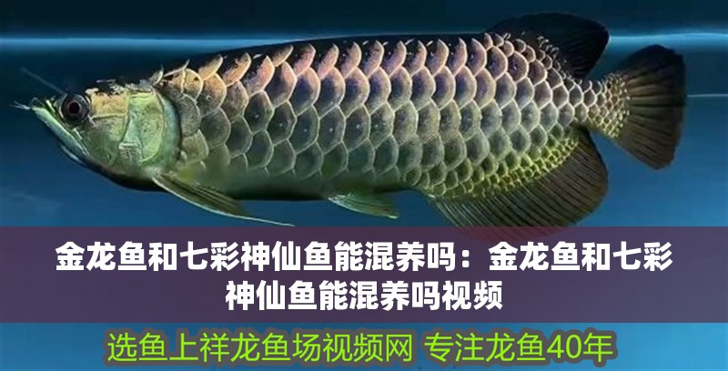 金龍魚和七彩神仙魚能混養嗎：金龍魚和七彩神仙魚能混養嗎視頻