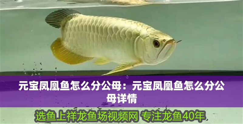 元寶鳳凰魚怎么分公母：元寶鳳凰魚怎么分公母詳情