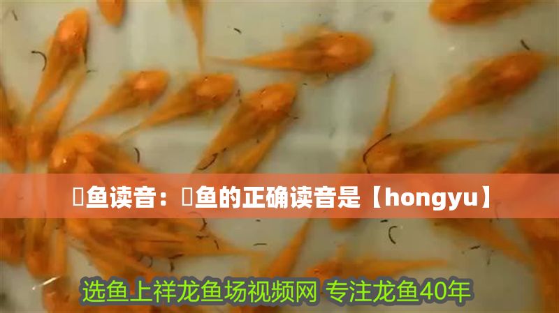 魟魚讀音：魟魚的正確讀音是【hongyu】