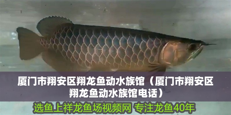 廈門市翔安區(qū)翔龍魚動(dòng)水族館（廈門市翔安區(qū)翔龍魚動(dòng)水族館電話）