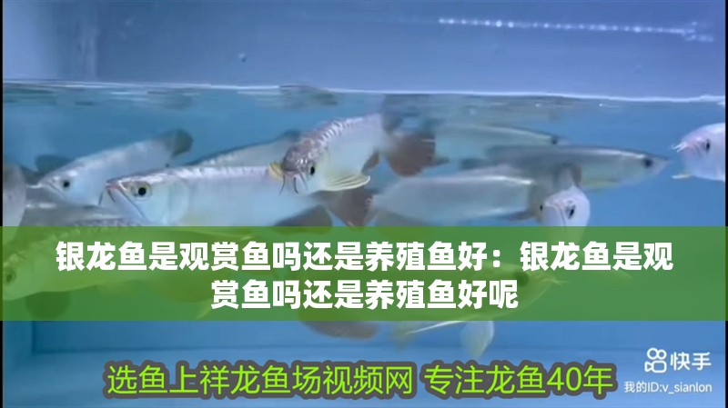 銀龍魚是觀賞魚嗎還是養(yǎng)殖魚好：銀龍魚是觀賞魚嗎還是養(yǎng)殖魚好呢