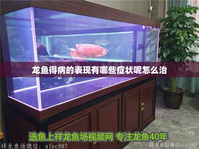 龍魚得病的表現有哪些癥狀呢怎么治 龍魚得病的表現有哪些癥狀呢怎么治 龍魚百科 第2張