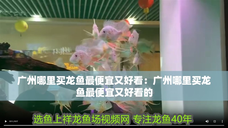 廣州哪里買龍魚最便宜又好看：廣州哪里買龍魚最便宜又好看的