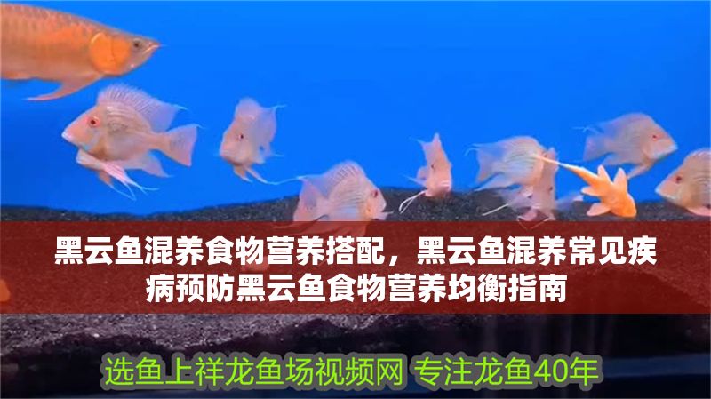 黑云魚混養食物營養搭配，黑云魚混養常見疾病預防黑云魚食物營養均衡指南