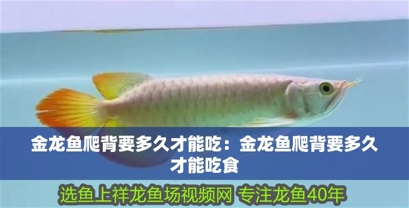 金龍魚爬背要多久才能吃：金龍魚爬背要多久才能吃食 金龍魚爬背要多久才能吃：金龍魚爬背要多久才能吃食 水族問答