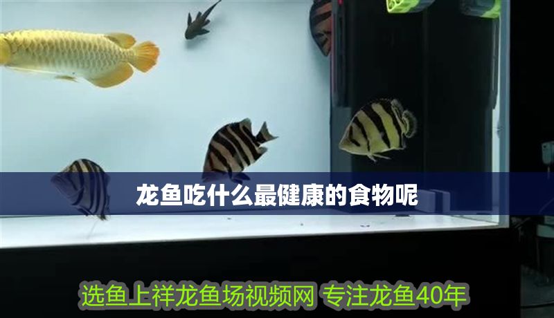 龍魚吃什么最健康的食物呢