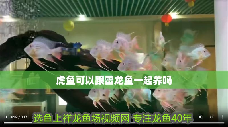 虎魚可以跟雷龍魚一起養嗎 龍魚百科 第1張 虎魚可以跟雷龍魚一起養嗎 虎魚可以跟雷龍魚一起養嗎 龍魚百科 第1張