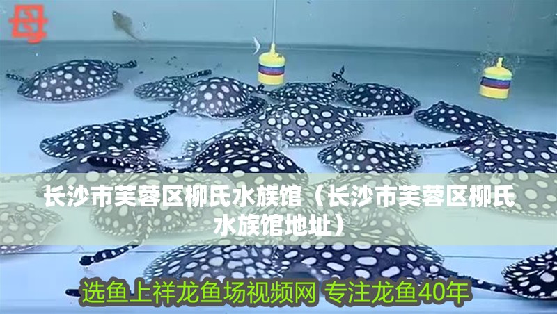 長沙市芙蓉區柳氏水族館(長沙市芙蓉區柳氏水族館地址) 全國水族館企業名錄 第1張 長沙市芙蓉區柳氏水族館(長沙市芙蓉區柳氏水族館地址) 長沙市芙蓉區柳氏水族館(長沙市芙蓉區柳氏水族館地址) 全國水族館企業名錄 第1張