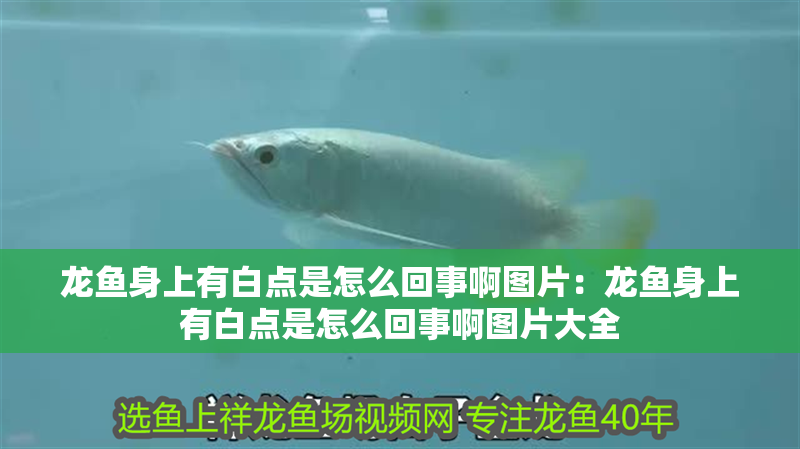 龍魚身上有白點是怎么回事啊圖片：龍魚身上有白點是怎么回事啊圖片大全