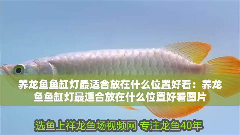 養龍魚魚缸燈最適合放在什么位置好看：養龍魚魚缸燈最適合放在什么位置好看圖片