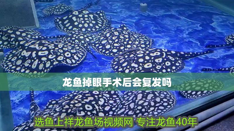 龍魚掉眼手術(shù)后會復(fù)發(fā)嗎